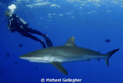 Close encounters with silky sharks, Sudan by Michael Gallagher 